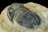 Detailed Gerastos Trilobite Fossil - Morocco #134059-2
